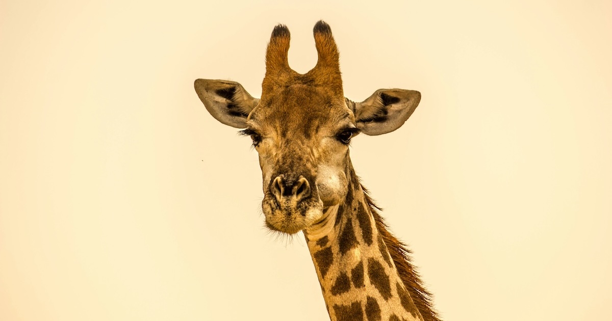 A giraffe with orange sky in the background